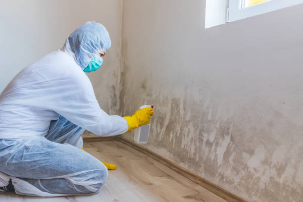 Licensed Mold Inspection service in Lincoln University, PA - WQB Mold Removal